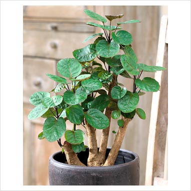 پولیشیاس فابیان